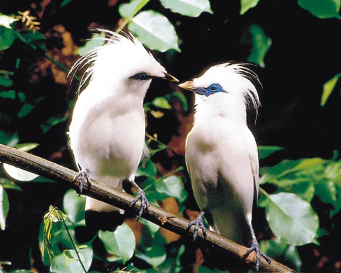 430 Koleksi Gambar Burung Jalak Bali Terbaru